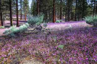 Gilia among the pines-2314 Gilia among the pines-2314